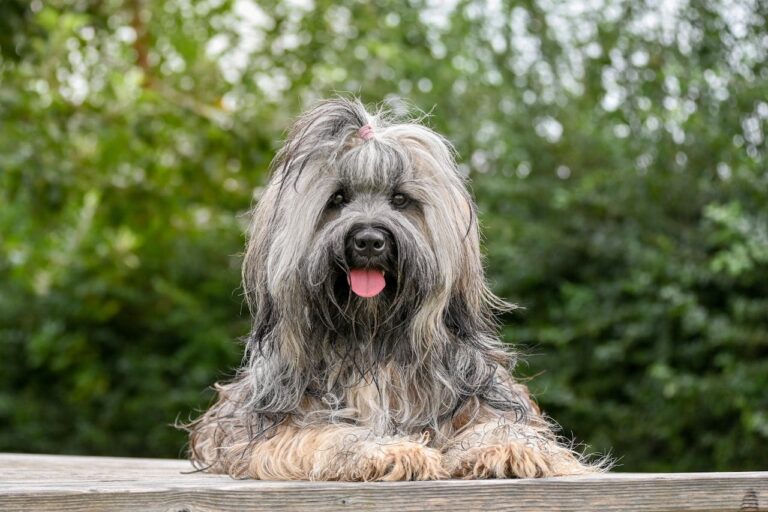 Petit Chien Lion