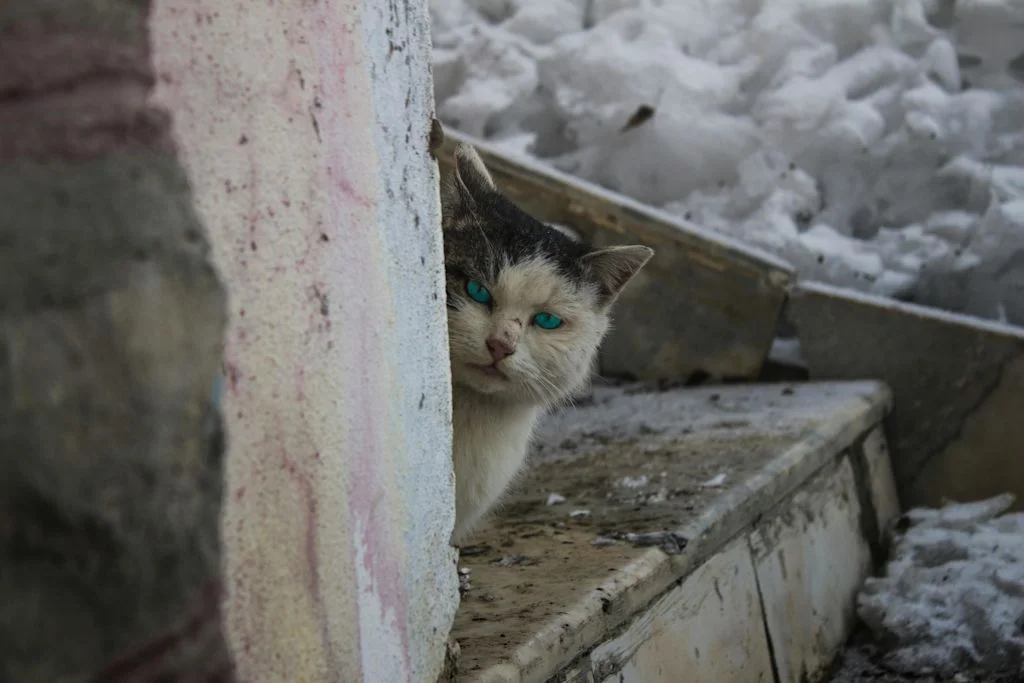 Chat caché derrière un arbre