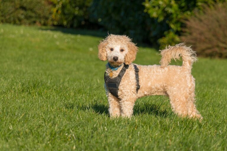 Quel est le meilleur harnais pour son chien ?