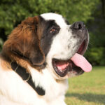 saint-bernard