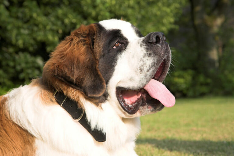races de chiens de montagne
