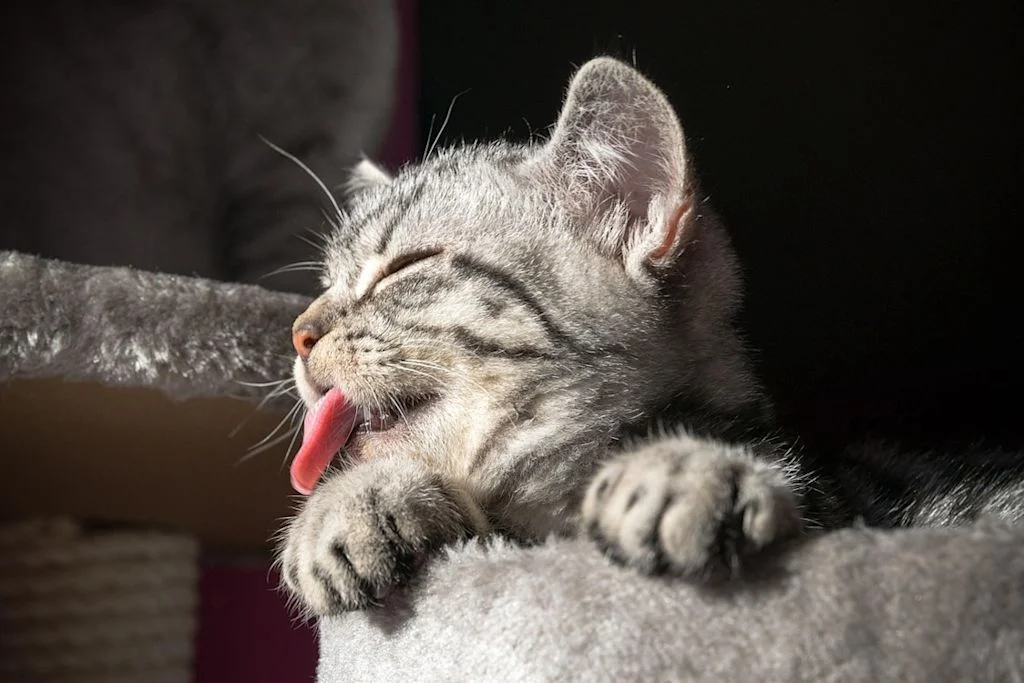 chaton gris tigr&eacute; langue