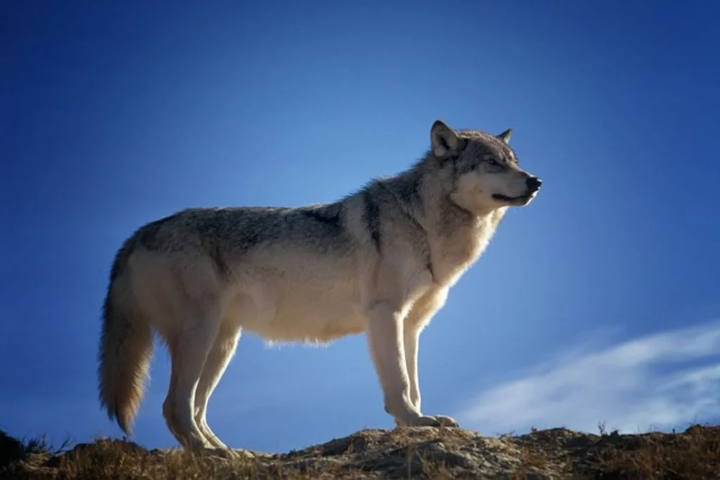 Chien loup adulte