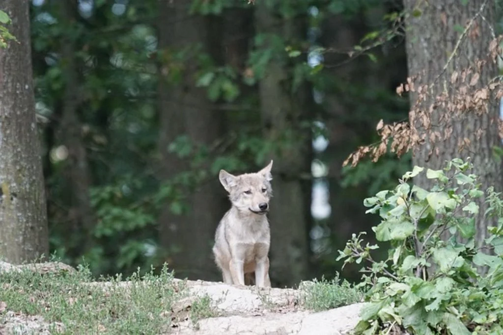 Chiot loup de saarloos