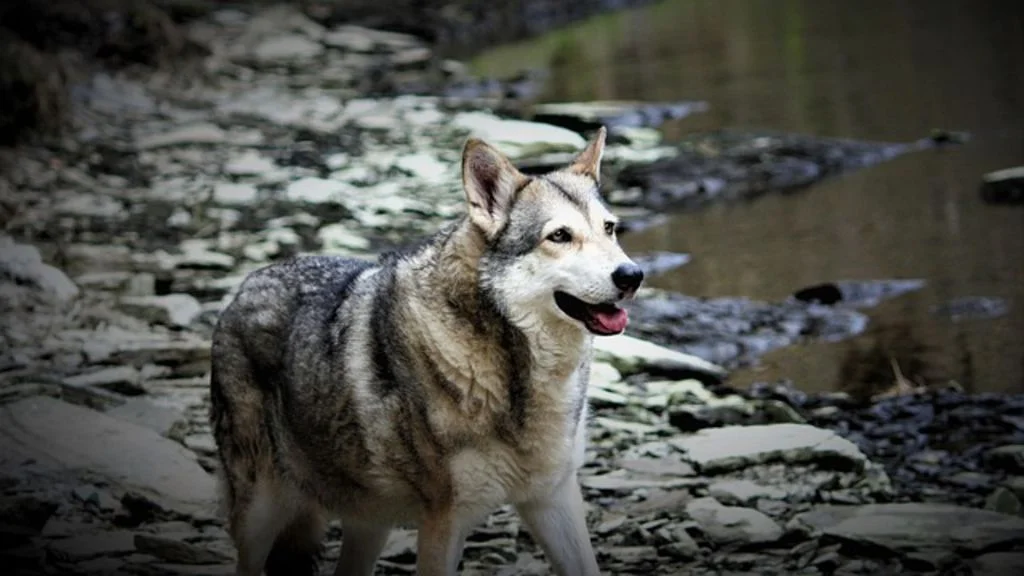Chien-Loup