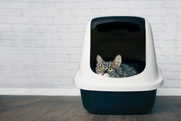 Prix d&rsquo;une coproscopie chez le chat