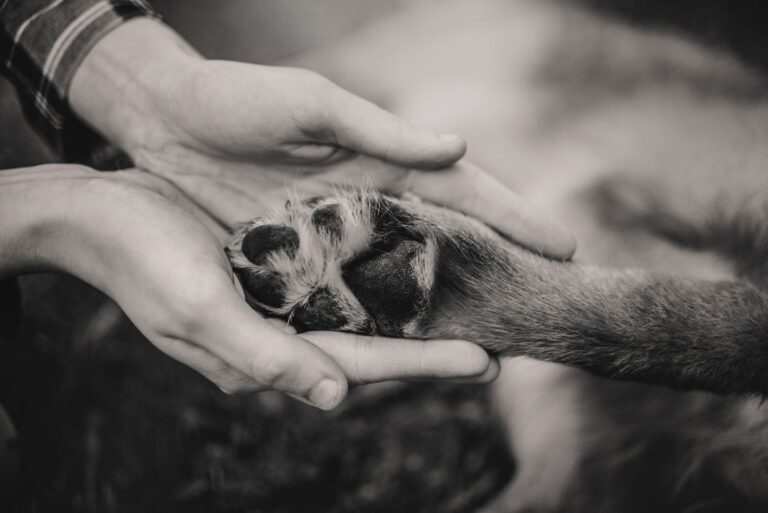 La gestion des euthanasies du chien, par une vétérinaire