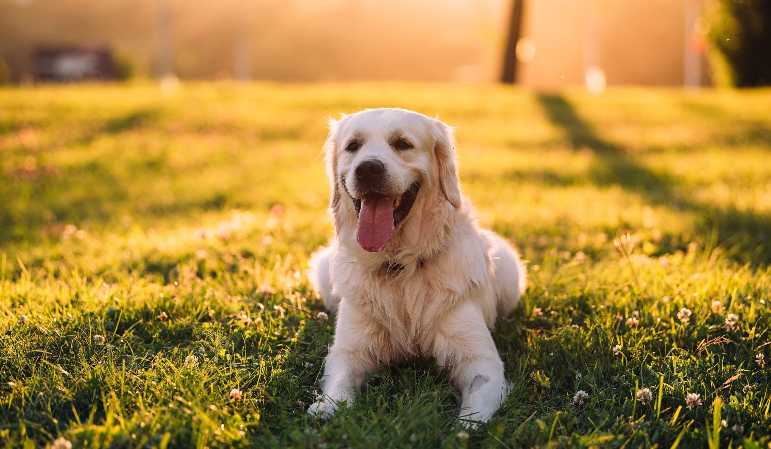 Golden retriever assis