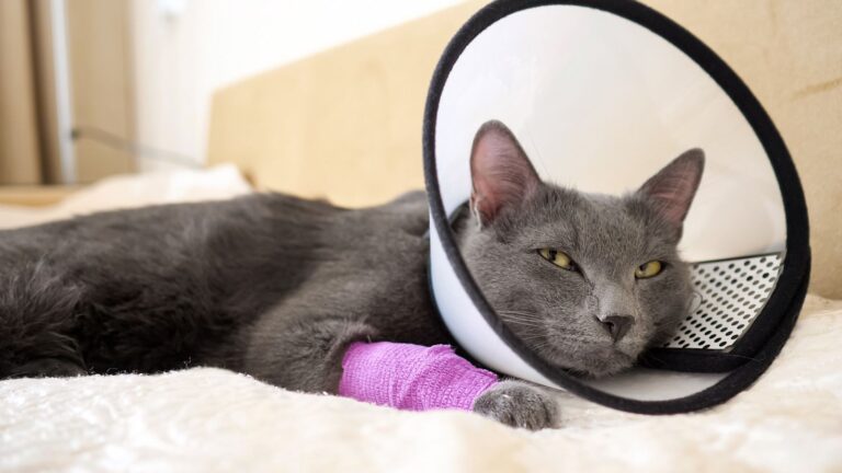 Témoignage d&rsquo;une vétérinaire sur les chats hospitalisés