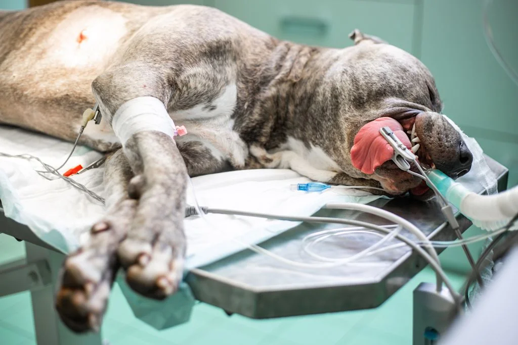 chirurgie chien veterinaire anesthesie
