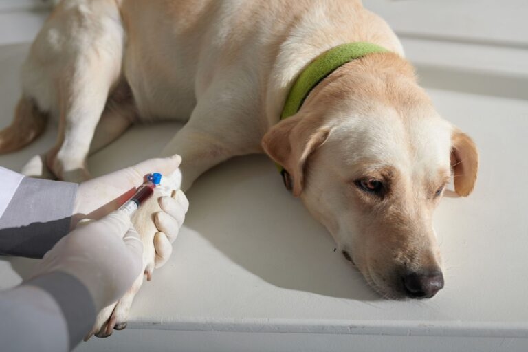 Quel est le prix d&rsquo;une prise de sang pour un chien ?