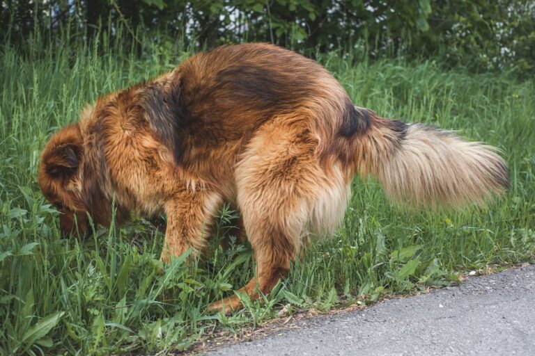Prix d&rsquo;une coproscopie chez le chien