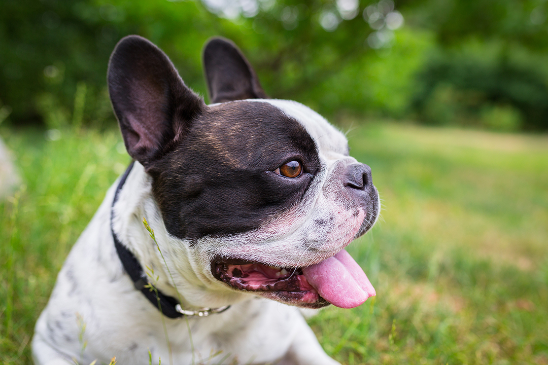 Race de chien : Bouledogue Français