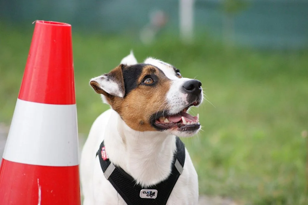 Chien attentif