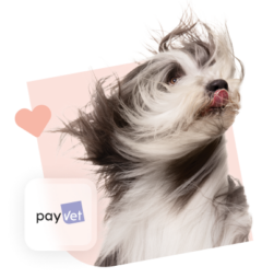 Visuel_Payvet_Rose_v2