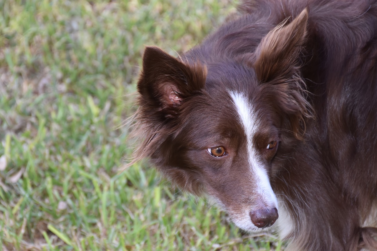 border_collie_marron_et_blanc