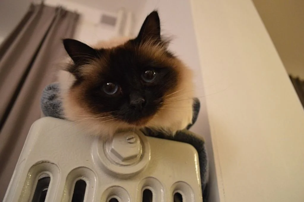 Chat au chaud
