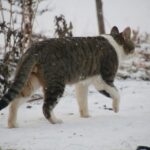Chat qui aime le froid