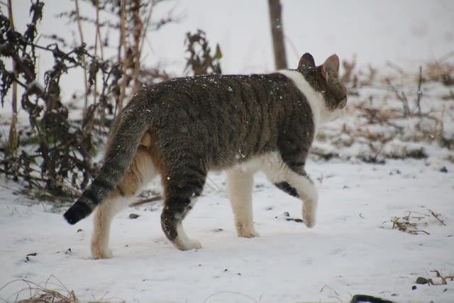 Races de chats ne craignant pas le froid