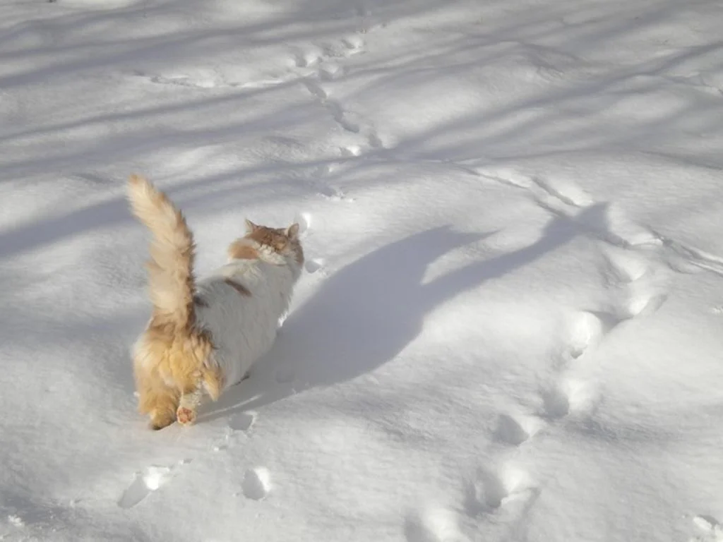 Chat qui supporte le froid