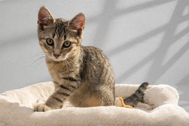 Les chats identifiés les plus aimés des Français en 2025