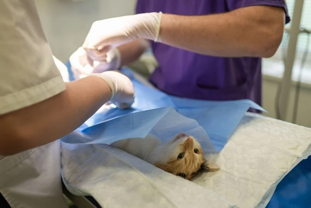 chat chez le veterinaire