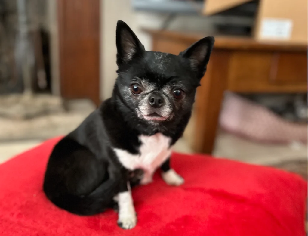 chihahua chien prefere
