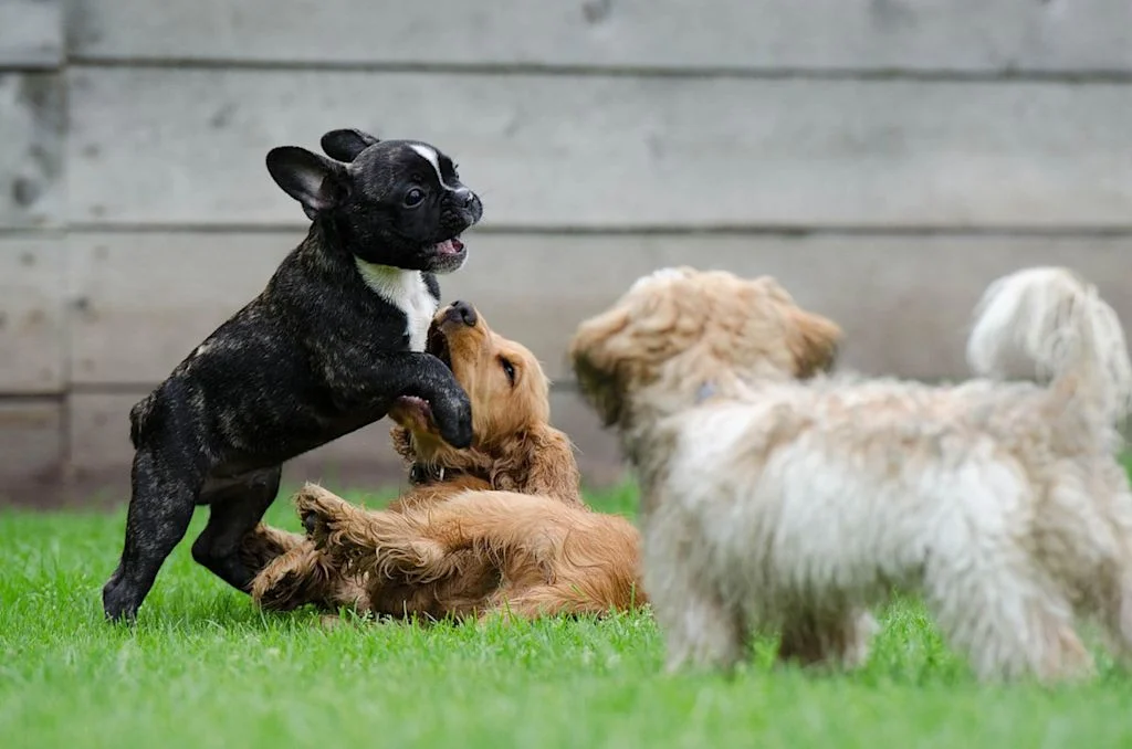chiots qui s-amusent