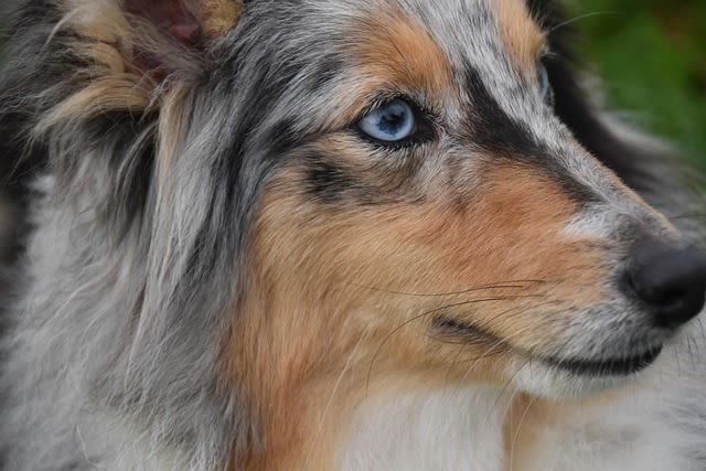 Quel est le prix d’un test de tare oculaire chez le chien ?