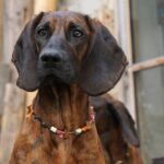 Chien de recherche au sang