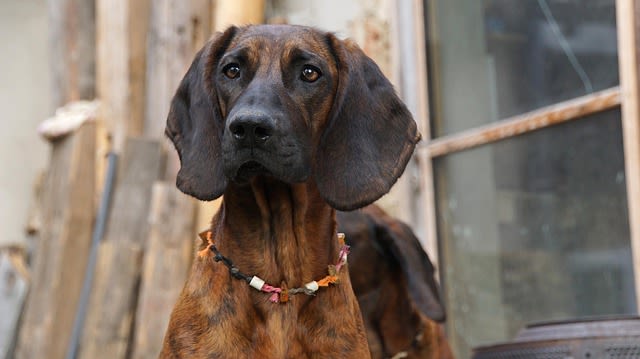 Races de chiens de sang