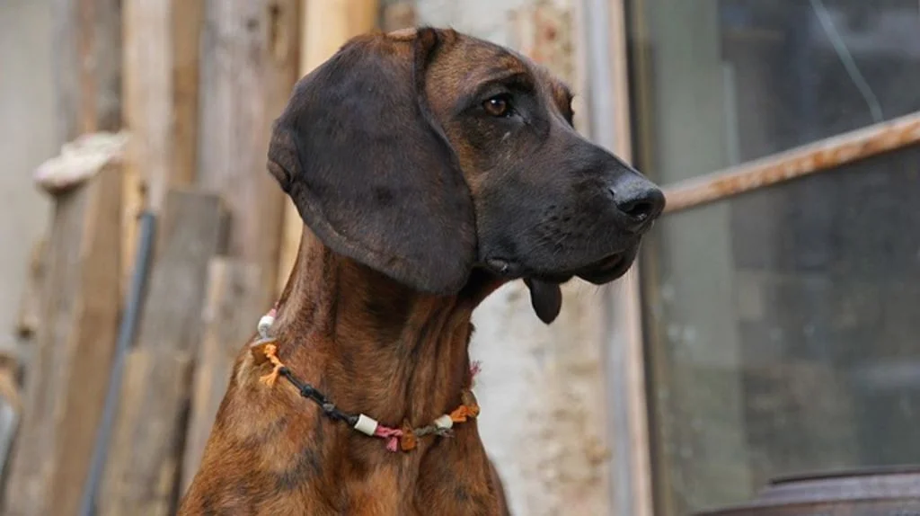 Chien de sang
