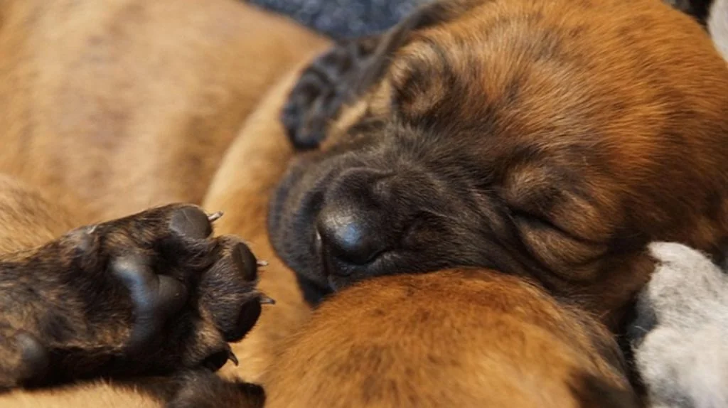 Chiot de recherche au sang
