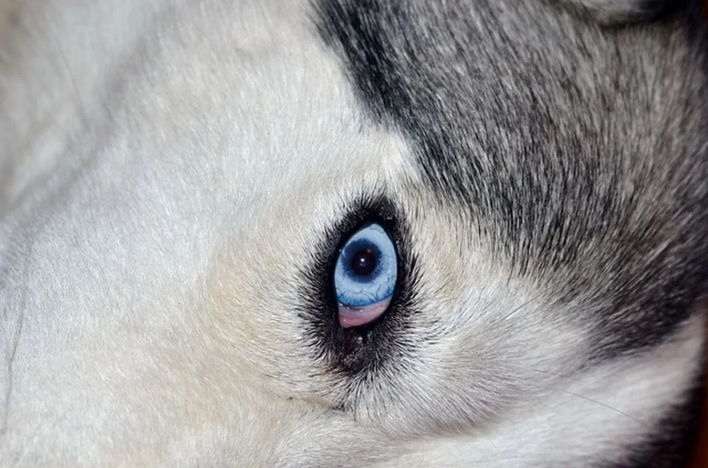 Tare oculaire chien