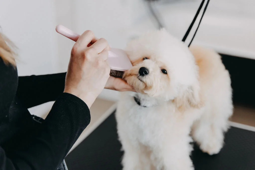 toiletteur chien