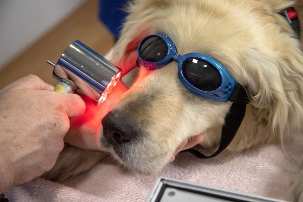 Test tare oculaire chien