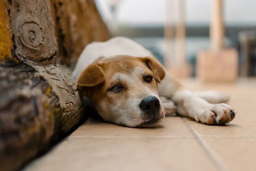 vieux chien