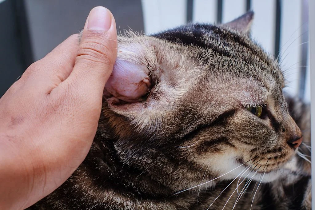 chat tigre oreille rouge