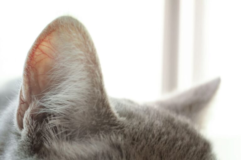 Traitement de l&rsquo;otite chez le chat