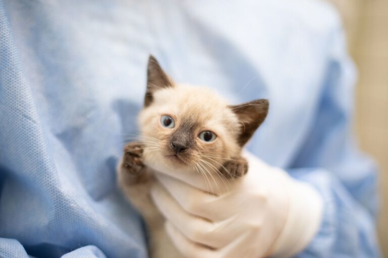 10 conseils vétérinaires pour bien débuter avec un chaton
