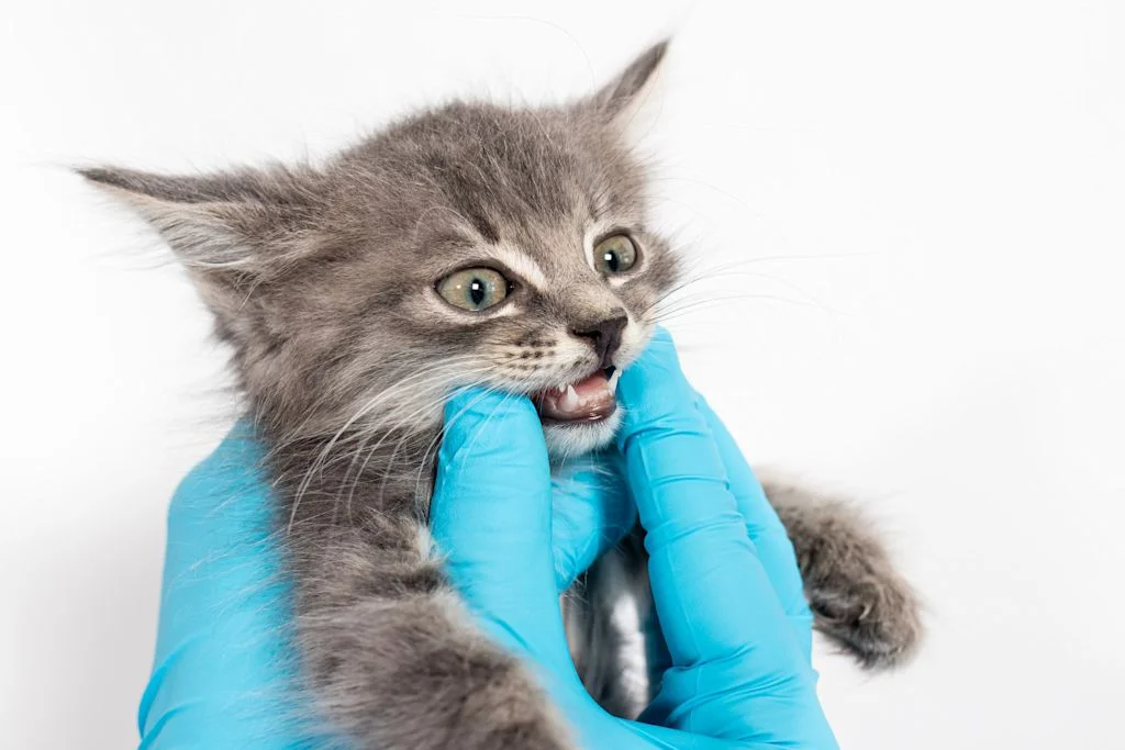chaton gris veterinaire