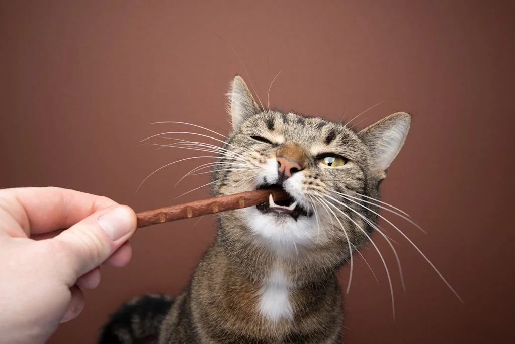 Chat qui lèche du chocolat 