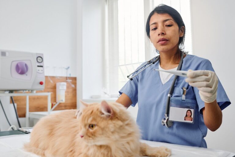 Les motifs de consultation les plus fréquents chez le chat, par une vétérinaire
