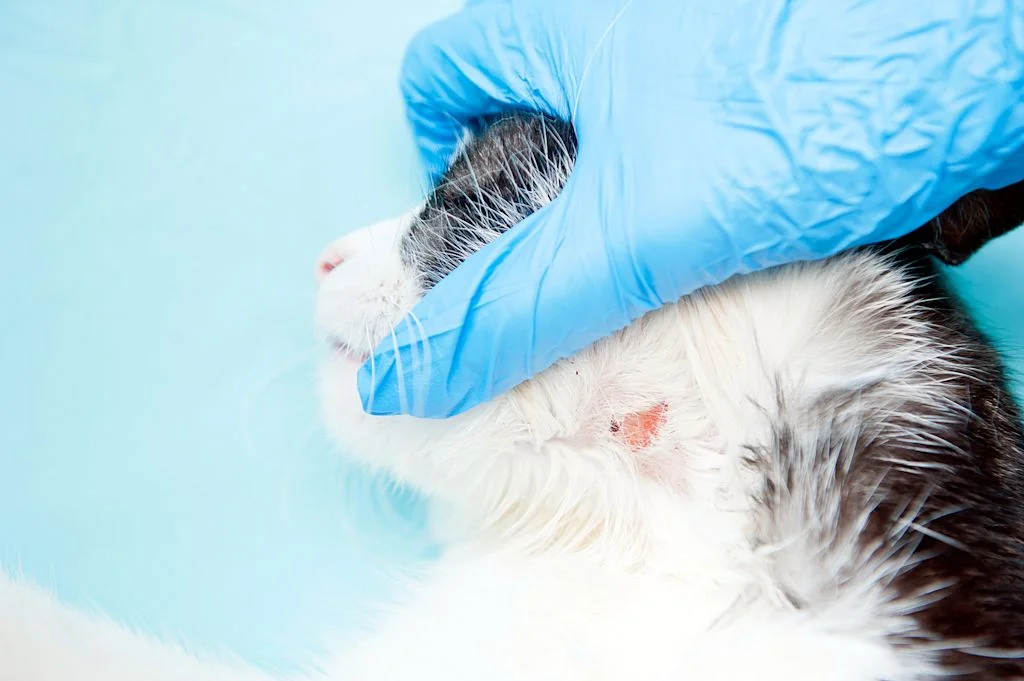 abces chat cou veterinaire