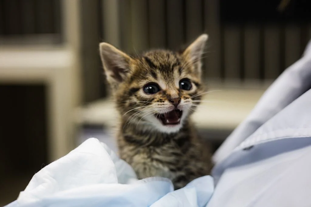 chaton tigre veterinaire