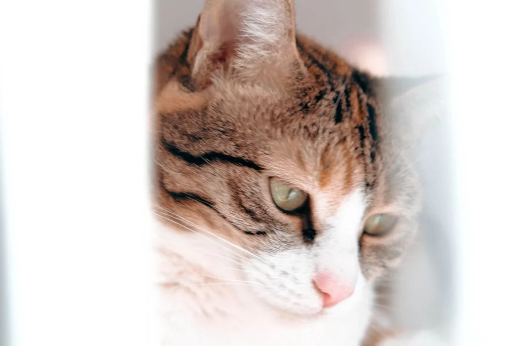 chat tricolore