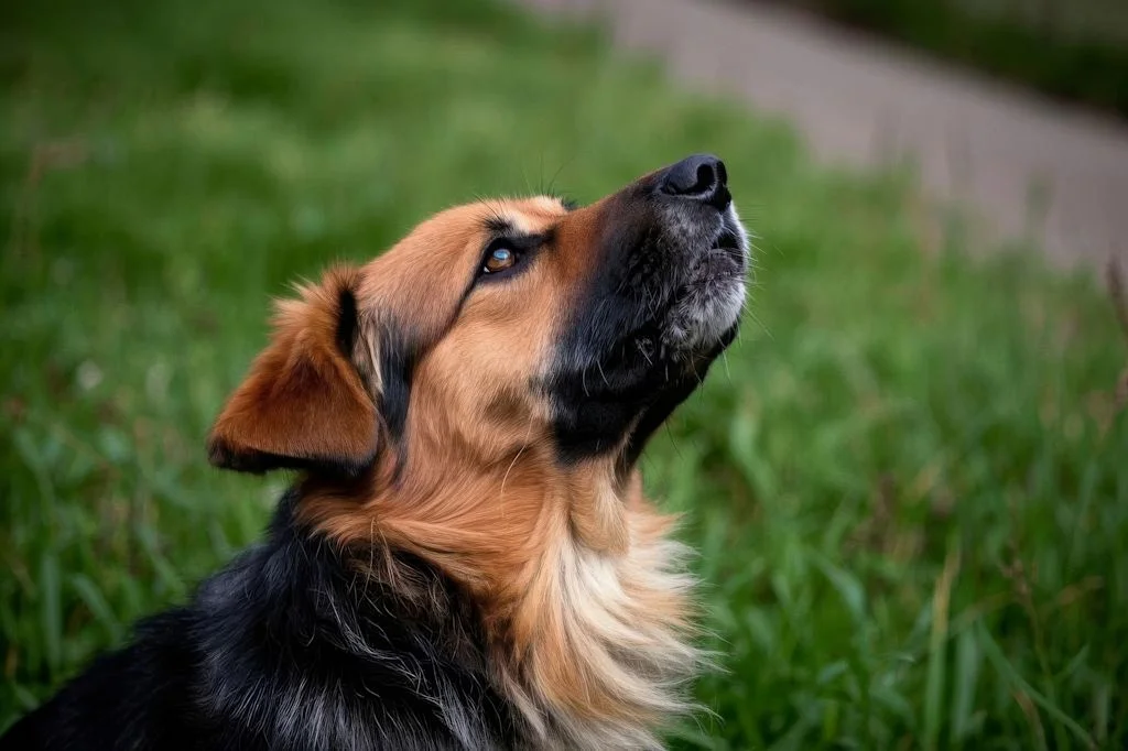 chien berger herbe
