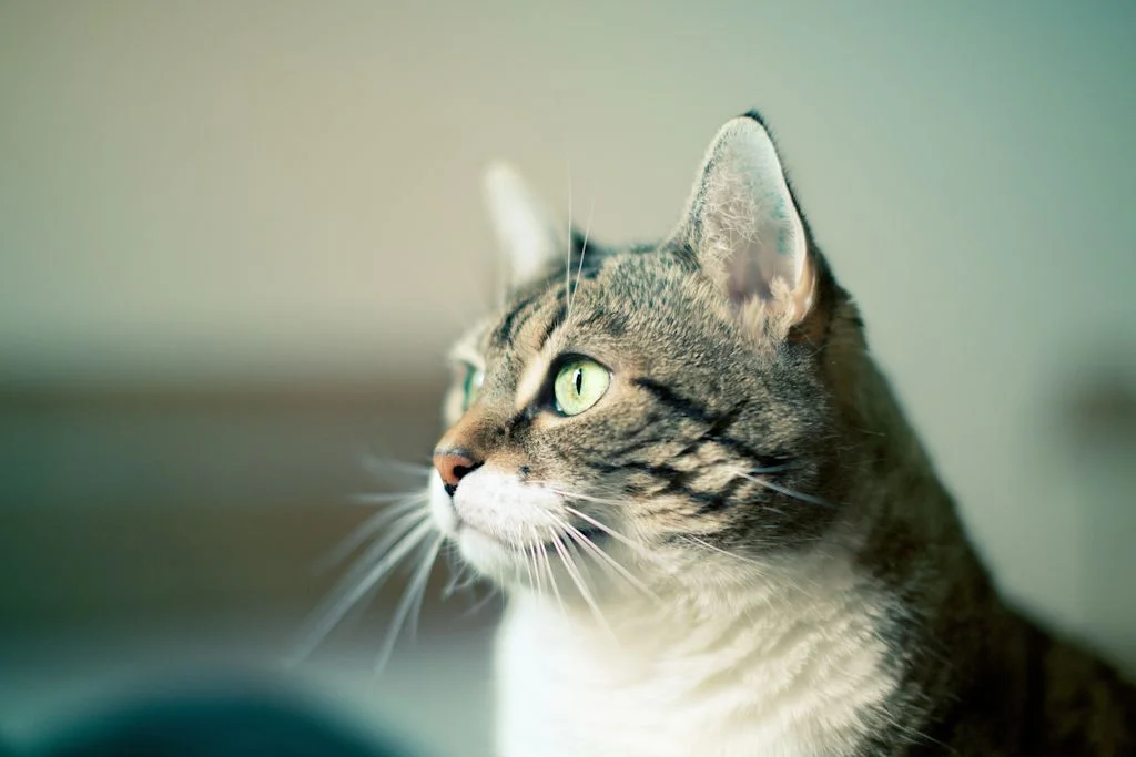 chat tigre et blanc