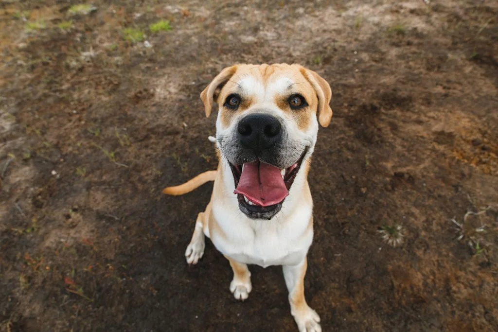 chien dehors terre