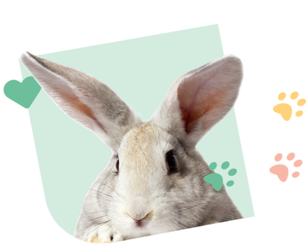 CCM_Visual_NAC_Green_rabbit